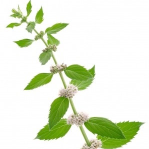 こんな場合はコーンミントを使いましょう