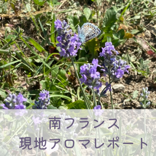 南フランスにあるアロマの産地をレポート<2>