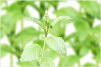 集中したいときに！アロマの使い方