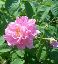 主なエッセンシャルオイル精油の製造法