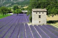 オーガニックと有機栽培と自然栽培の違いとは？