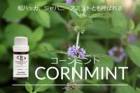 コーンミントとは？どんなミントのオイルかご紹介