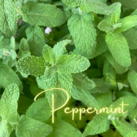 ペパーミント