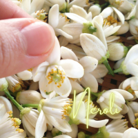 高貴な香りネロリ