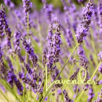 真正ラベンダー