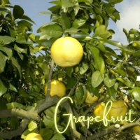 アロマ紹介：グレープフルーツ