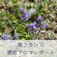 南フランスにあるアロマの産地をレポート<1>